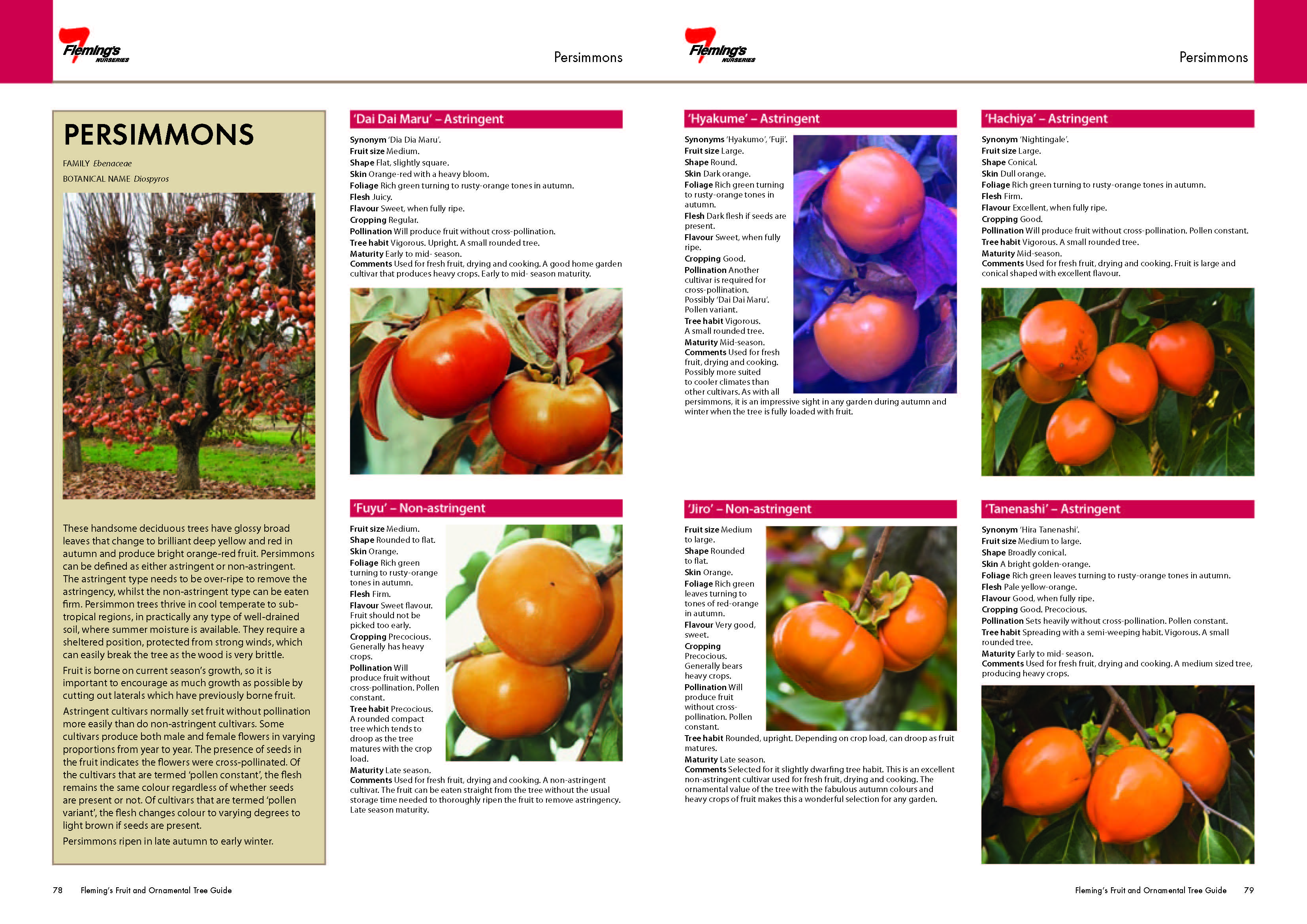 Persimmon Images used in Flemming's Nurseries Publication - Australia