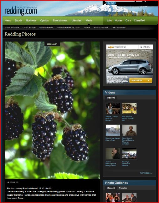 Redding Record Searchlight Articles on Berries